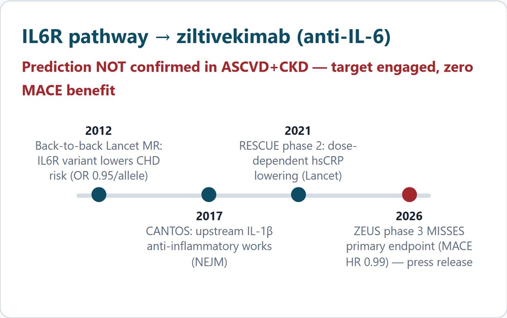 A research timeline connecting an IL6R genetic prediction to a phase 3 clinical trial