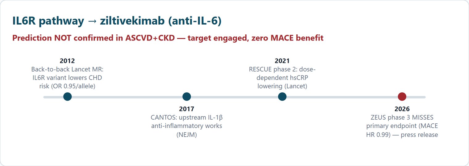 A timeline of the IL6R pathway to ziltivekimab, labelled prediction not confirmed in ASCVD and CKD — target engaged, zero MACE benefit. 2012: back-to-back Lancet Mendelian randomization papers report that an IL6R variant lowers coronary heart disease risk, odds ratio 0.95 per allele. 2017: CANTOS shows that blocking upstream IL-1-beta works. 2021: the RESCUE phase 2 trial shows dose-dependent hsCRP lowering. 2026: the ZEUS phase 3 trial misses its primary endpoint, with a MACE hazard ratio of 0.99, announced by press release.